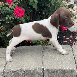 German Shorthaired Pointer Puppies from Mcshorthairs