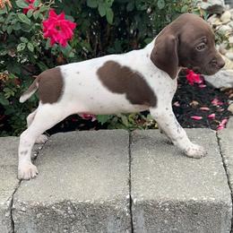 German Shorthaired Pointer Puppies from Mcshorthairs