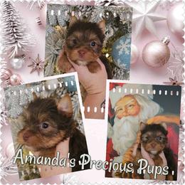 Chocolate female - Chocolate and tan female Yorkshire Terrier puppy in Wartburg, Tennessee from Amanda's Precious Pups
