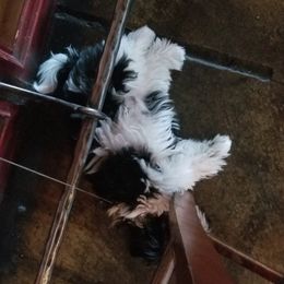 Shih Tzu All Grown Up from Jamie Serigny's Shih Tzus