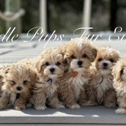 Maltipoo puppies from Doodle Pups Fur-Ever