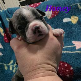 Honey - Blue female Boston Terrier puppy in Columbus, Ohio from Bryn's AKC Bostons