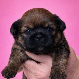 Reba - Red female Shih Tzu puppy in Tallahassee, Florida from Bows and Bow Ties
