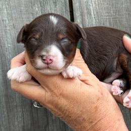 Oakley - Brown male Bernedoodle puppy in Newnan, Georgia from Wagging Tailz Pups
