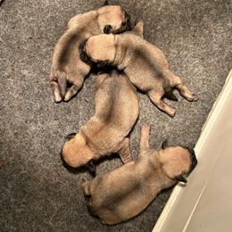 Girl 1 - Fawn female Pug puppy in Norborne, Missouri from Pug Palace
