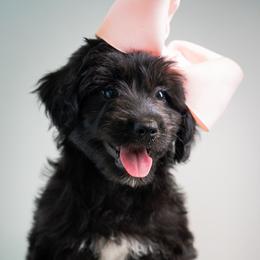 Karen - Black and white female Aussiedoodle puppy in Jackson, Tennessee from Dinah Doodles and Aussies