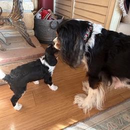 Cavalier King Charles Spaniel Puppies from Outerlochen Kennel - The Friends Litter - "The one with the new roommates"