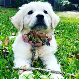 Golden Retriever Puppies from Rockinbfarms
