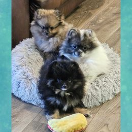 Pomeranian Puppies from Bear Valley Pomeranians