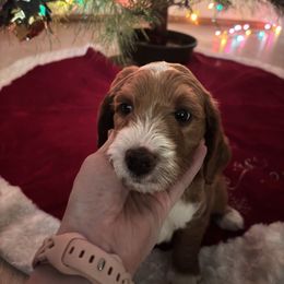 Cyprus - Red  male Goldendoodle puppy in Morriston, Florida from Florida's Joyful Goldendoodles