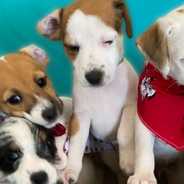 Jack Russell Terriers, Parson Russell Terriers, and Russell Terriers from Manasota Key Jack Russells