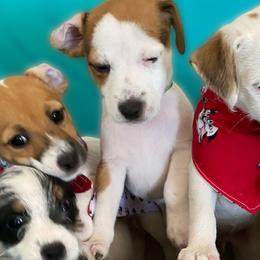 Jack Russell Terriers, Parson Russell Terriers, and Russell Terriers from Manasota Key Jack Russells