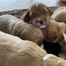 Cockapoo Puppies from ApplebyFarm