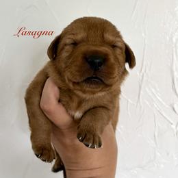 Lasagna - Yellow male Labrador Retriever puppy in Tomahawk, Wisconsin from Mahner Labs