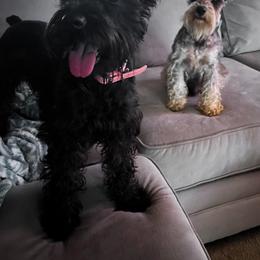 Miniature Schnauzer Puppies from BirBrie's Babies