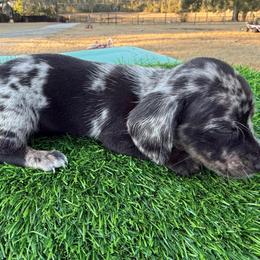 Teal Dapple girl - Dapple female Dachshund puppy in Apopka, Florida from The HotDog Stand