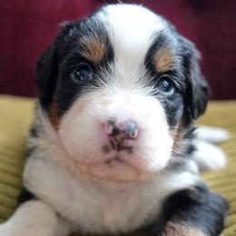 Elodie - Tri-color female Bernedoodle puppy in Folsom, Louisiana from DoodlesFarmCo