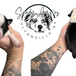 Klaus - Black tri-color male Australian Shepherd puppy in Fultonville, New York from Sandy Aussies, Mini Dachshunds & Pomeranians