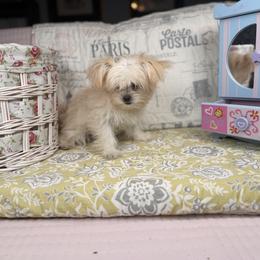 Doug - Cream male Mi-Ki puppy in Prospect Heights, Illinois from Metro Mi-kis