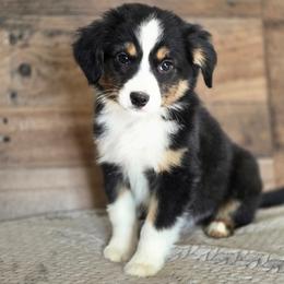 Smoke - Black tri male Miniature Australian Shepherd puppy in Killen, Alabama from Wilkers Wholehearted Mini Aussies