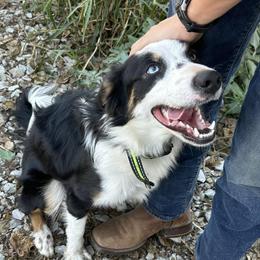 Bindi - Border Collie