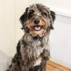Luna - Aussiedoodle