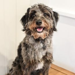 Luna - Aussiedoodle