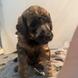 Purple collar - Phantom female Poodle puppy in Maryland from Hernwood Heelers & Poodles