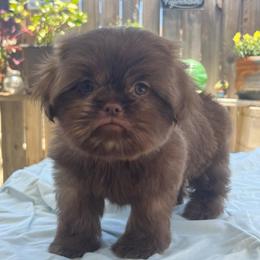 Male 1 - Liver male Shih Tzu puppy in Whittier, California from Socal Mother Of Shih Tzus