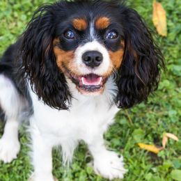 Cavalier King Charles Spaniels, Cavapoos, Companion Crosses, and Papillons from Taliaferro Kennel