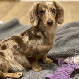 Sophie - Dachshund