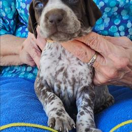 D - White and liver male German Shorthaired Pointer puppy in Glendive, Montana from Lazy Hearts Kennel