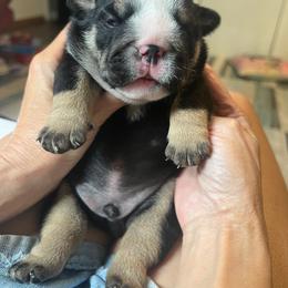 Bulldog Puppies from BUBBABULL