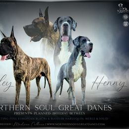 Great Dane puppies from Northern Soul Great Danes