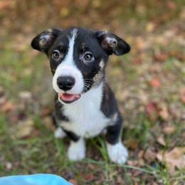 Yosemite - Black and white male American Corgi puppy in Hope, Arkansas from Foxy Knoll Farm