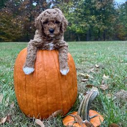 Carmel - Red  female Goldendoodle puppy in Gower, Missouri from Hillside Paws