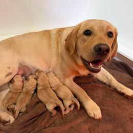 Girl 1 - Yellow female Labrador Retriever puppy in Albany, New York from Lasani’s Labradors