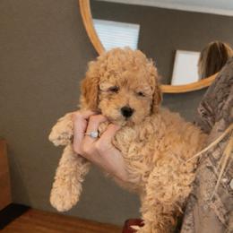 Latte - Yellow and white female Bernedoodle puppy in Gilbert, Arizona from LittleLegacyDoodles