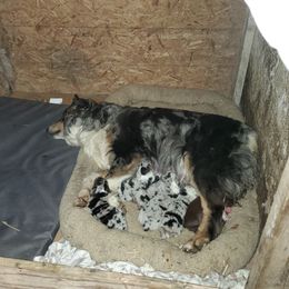 Australian Shepherd Puppies from Lone Tree Aussies