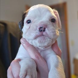 Gracie - White female Boxer puppy in East Moline, Illinois from WildRiver Boxers