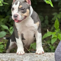 Huntress - Blue tri-color American Bully puppy in Nashville, Tennessee from SimplyBullies