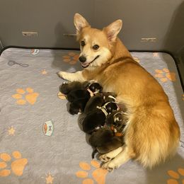 Blush - Pembroke Welsh Corgi