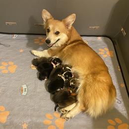 Blush - Pembroke Welsh Corgi