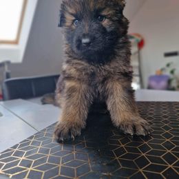 German Shepherd Puppies from Vom Cronje Haus German Shepherds
