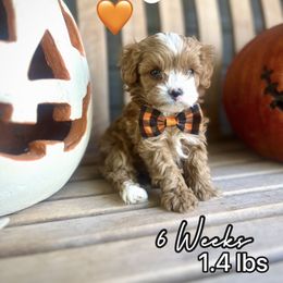 Rusty - Red male Cavapoo puppy in Runaway Bay, Texas from Green Ranch Doodles