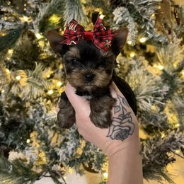White Chest Female - Black and tan female Yorkshire Terrier puppy in Georgia from Nalley Kennels