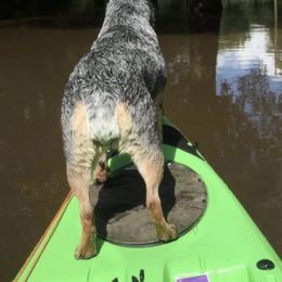 Australian Cattle Dogs from Michaela Ebarb