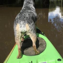 Australian Cattle Dogs from Michaela Ebarb