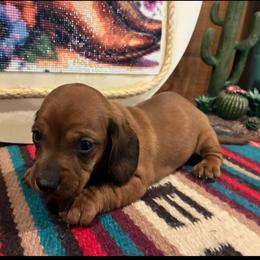Green collar male - Red male Dachshund puppy in Pleasant Plains, Arkansas from JGBs Dachshunds