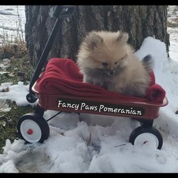 Pomeranian Puppies from Fancy Paws Pomeranian